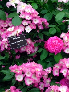 Roses at Chelsea Garden Show 2014